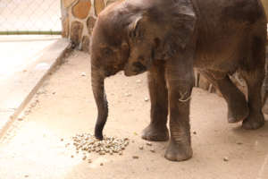 Mopane with feed