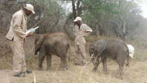 Elephant carers with Raekie and Mopane