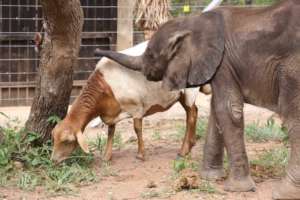 First Dedicated Elephant Nursery in South Africa