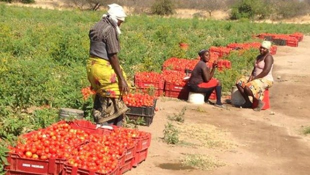 Unlock the market for 3,000 Zimbabwean farmers