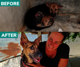 Birdie Before and After Rescue