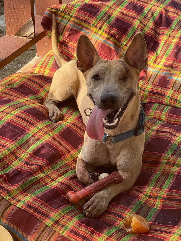 Bitsy recovering from a tick borne skin disease