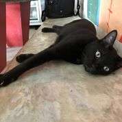 Bix is looking for her forever home