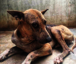 Three cheers for Bravo