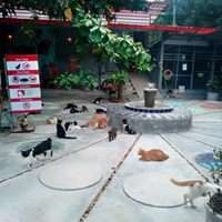 Rescue cats recently released from the hospital