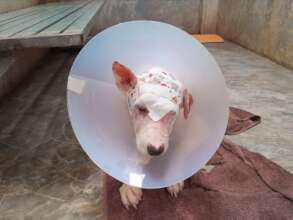 Cowley safe in our care