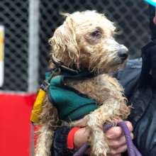Wet Dog Rescued
