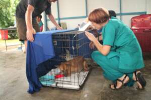 Dr. Helen treating a rescue dog