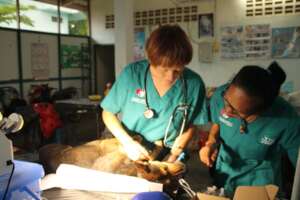 Dr. Helen training a new vet at Lanta Animal Welfa