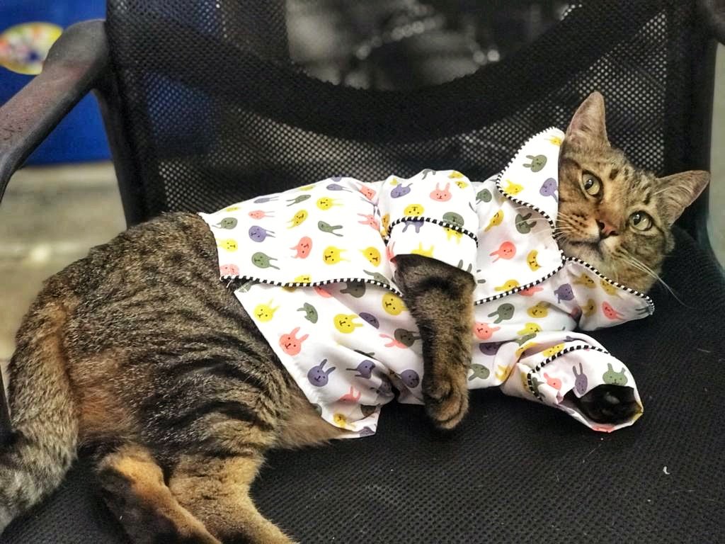 Did Fatty eat too much chocolate over Easter?