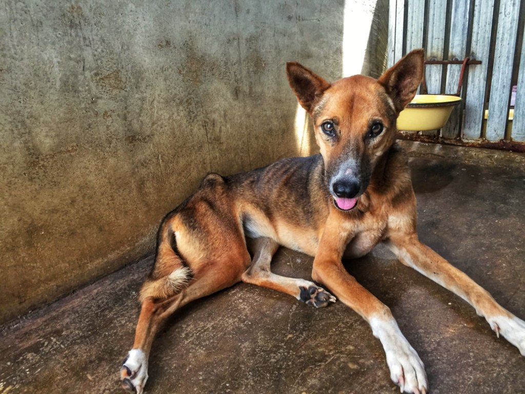 Fawn was rescued from starvation