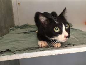 Fitz on the road to recovery from being poisoned