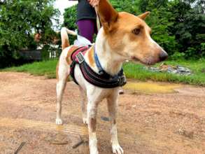 Ginger well on the road to a full recovery