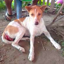 Ginger Arrives at our Clinic