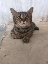 Adorable Gonzo now in the UK