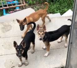 Puppies rescued from poisoning