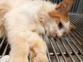 Your donation helps rescue these suffering cats