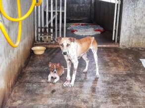 Monica and Monty, rescued mum and puppy