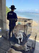 Dogs waiting for their boat to the mobile clinic