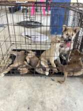 Puppies at the mobile clinic