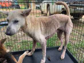 Primrose was extremely thin when rescued