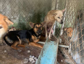 Primrose when rescued