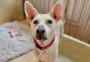 Primrose well on the road to recovery