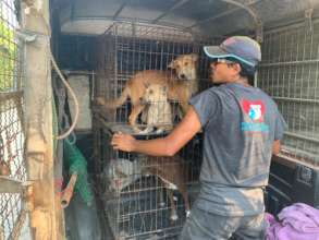 Rescuing abandoned dogs from empty resorts
