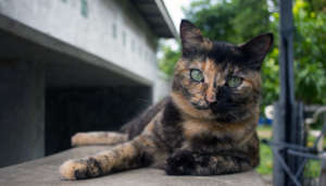 Ricola's green eyes are amazing