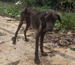 Rio's condition at rescue