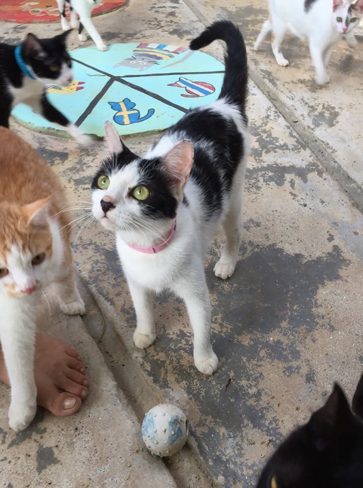 Scrabble needs foster care until she can go home