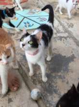 Scrabble needs foster care until she can go home