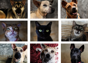Cats and dogs in. long-term care at our Center