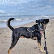 You can adopt Tomato, a recovering rescue dog