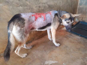 Westlyn when she was rescued