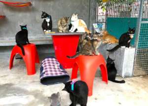 Cats Chilling in the Kitty Cafe