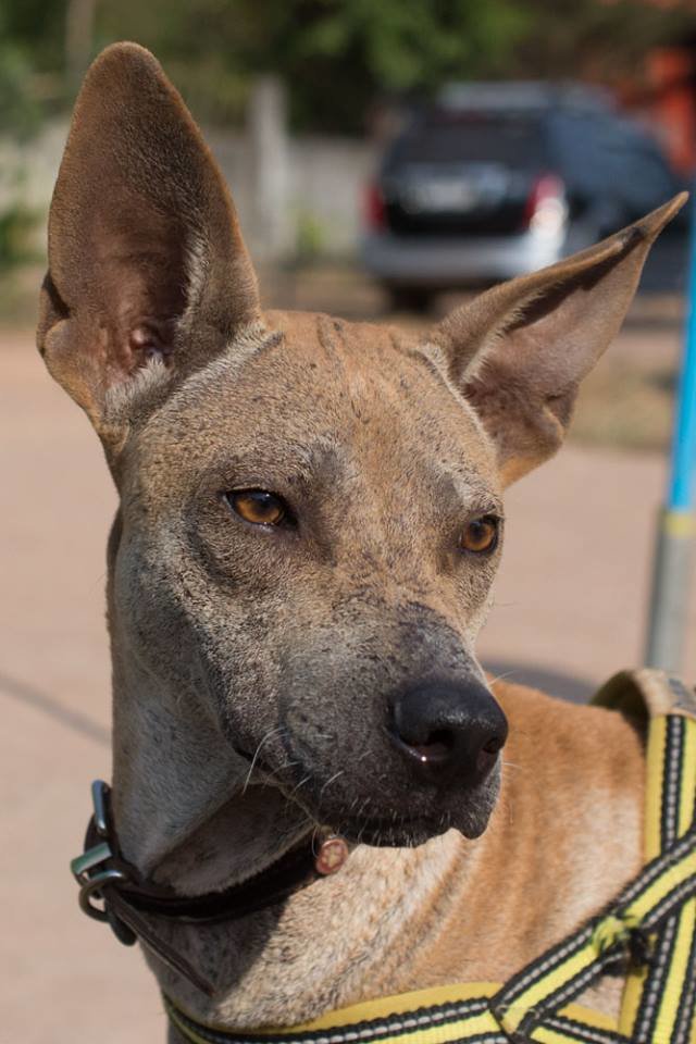 Help Suffering Animals Get Medical Treatment