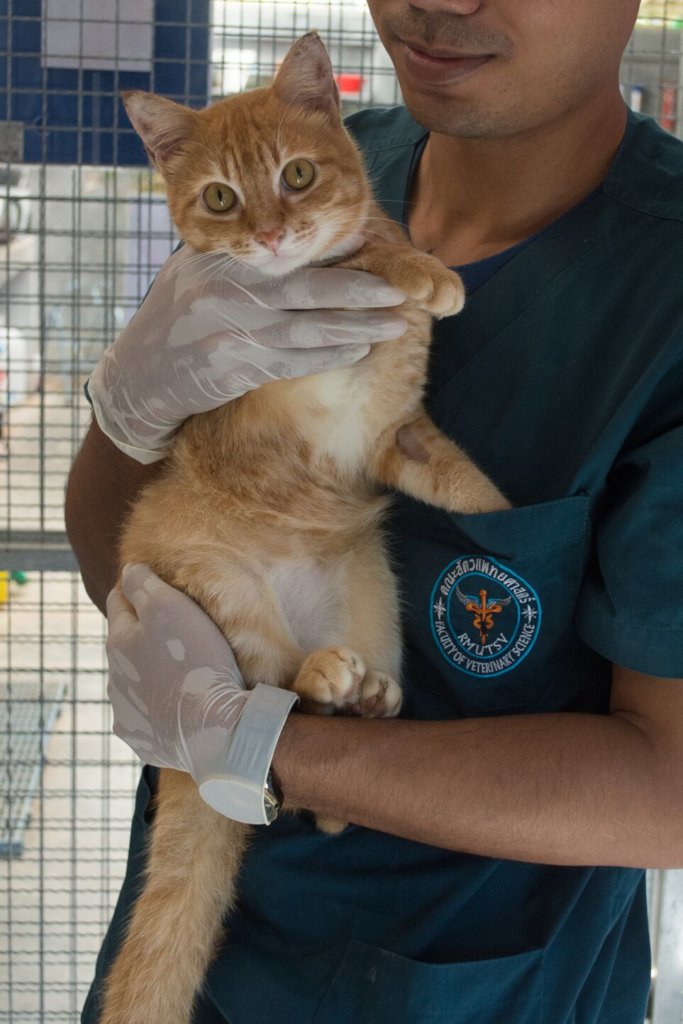 Help Suffering Animals Get Medical Treatment