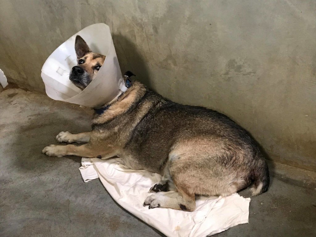 Help Suffering Animals Get Medical Treatment