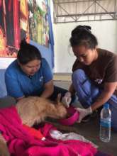Our Vet Nurses rescuing an animal in distress