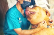 Help Suffering Animals Get Medical Treatment