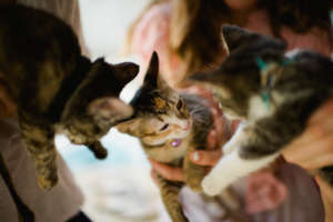 Recent kitten rescues