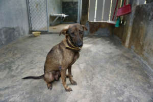 Delilah is now cancer-free and back home