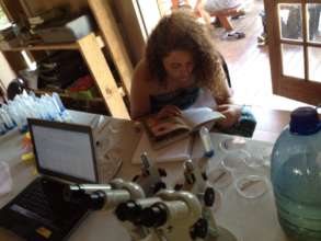 Studying Samples