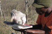 Train 100 ecologists in Mozambique & Eswatini