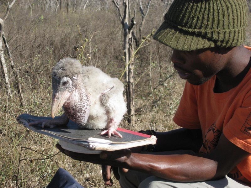 Train 100 ecologists in Mozambique & Eswatini