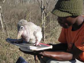 Train 100 ecologists in Mozambique & Eswatini