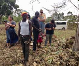 Transporting pineapple seedlings