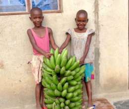 Help us plant 1 acre of banana trees
