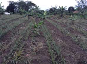 Farm growth progress
